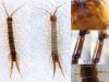 Lithobius forficatus